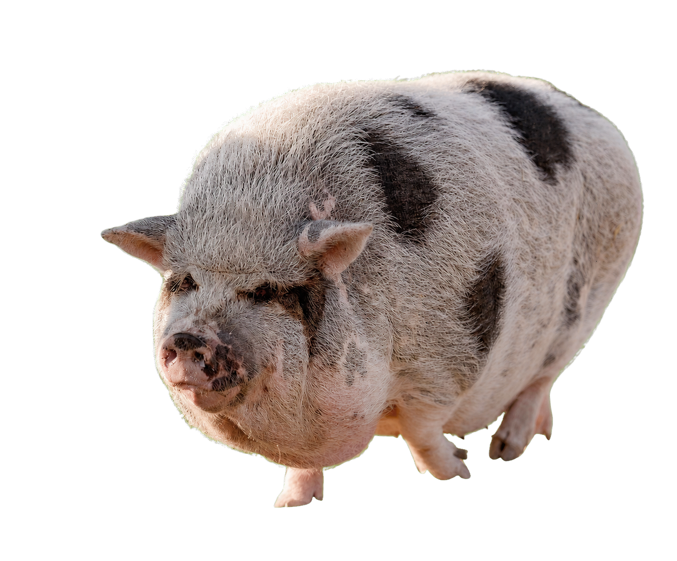 Peaches the pig from Cog Hill Farm