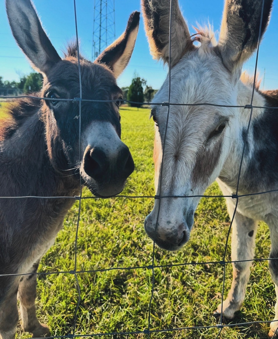 Jessie and Honey standing together at the fence