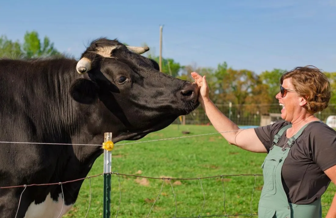 Brooke giving Moody the cow a slow, gentle greeting